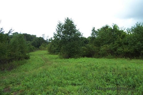 A field with green grass and a path leading through some trees