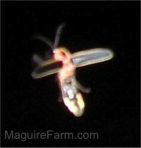 Lightening Bug in mid flight