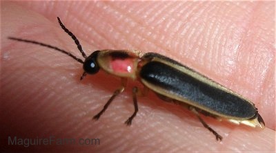 Lightening Bug in a finger