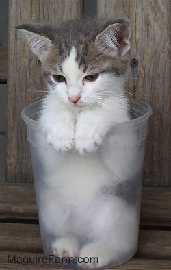 A tiny gray and white kitten inside of a clear quart-sized container.