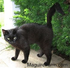 A black cat is standing in front of a green bush on a stone porch