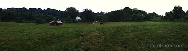 A full field shot with horses and two red horse shelters. There is a white house in the background.