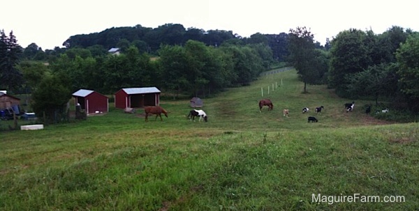 A large field with two red lean-to shelters along with horses and goats grazing.