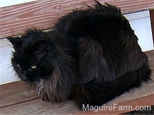 A Fluffy black cat is laying on a red wooden bench