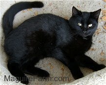 A black cat is laying on its side in front of a stone step