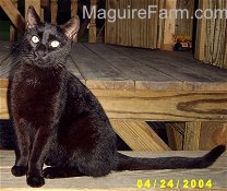 A black cat is sitting on a wooden playground