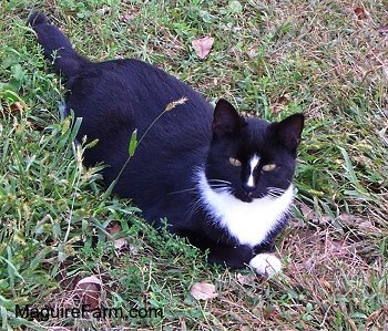 A black cat with a stripe of white on her nose, white on her chest wrapping around her neck and on her paws. She is laying in grass looking up at the camera.
