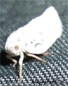 A white moth on a black trampoline