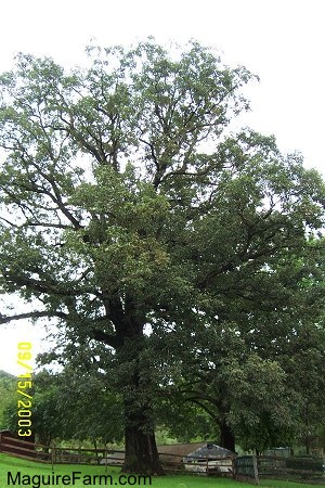 A huge white oak tree is standing tall over an old springhouse with a split rail fence next to it.