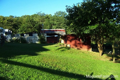 The remaining stone walls of the old barn view from the side yard with the chicken coop to the right