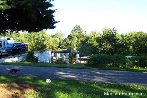 The remaining stone walls of the old barn, view from the driveway