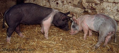 A black with pink pig is standing face to face with a gray and pink pig next to a stone wall inside of a barn.
