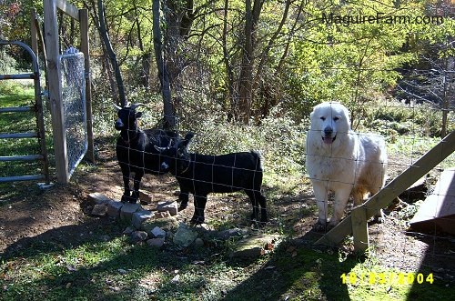 Two black goats are standing behind a fence next to a white Great Pyrenees. The dog looks happy.
