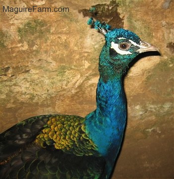 Close Up upper body shot - A peacock standing next to the stone wall of a barn.