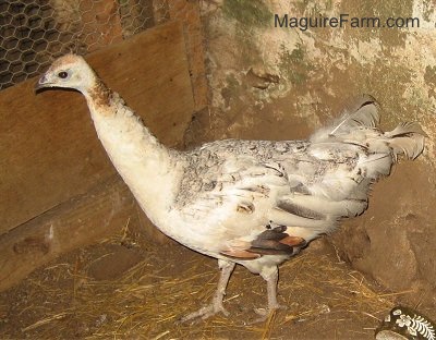 A white, tan with black peahen is standing in the corner of a barn. There is a ceramic green and white dish in the bottom right of the image.