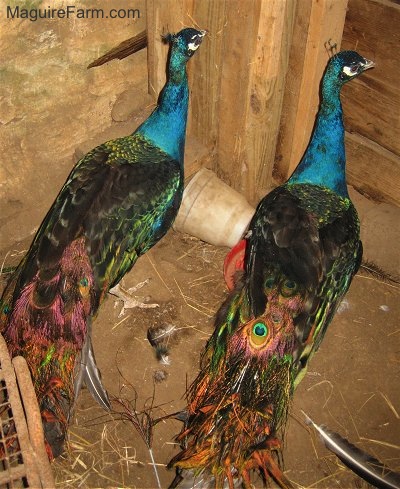 Two colorful peacocks are standing in the corner of a barn next to a destroyed water dispenser