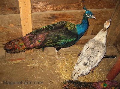 A colorful peacock and a white, tan with black peahen are walking towards the corner of a barn