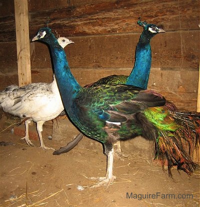 Two colorful peacocks are standing side by side. There is a white, tan with black peahen behind them next to the wooden wall of the inside of a barn.