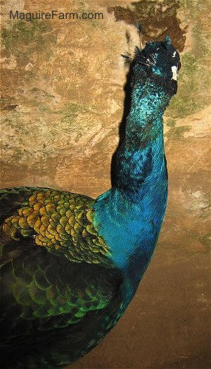 Close Up - The back of a peacocks head,