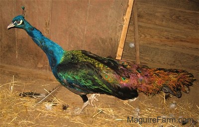 Close Up - A colorful peacock moving across the barn