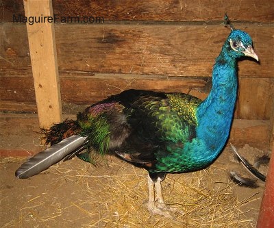 Close Up - A blue, green, yellow, purple and black peacock is standing on hay inside of a barn.