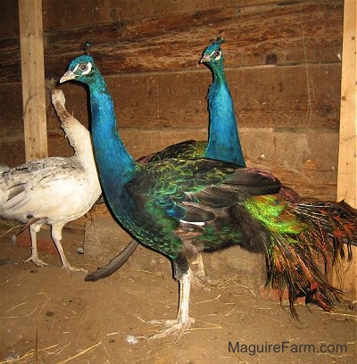 Two colorful peacocks are standing side by side with a white peahen behind them.