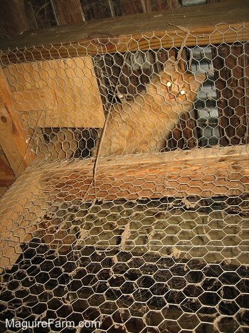 An orange cat is looking down through a wire mesh fence