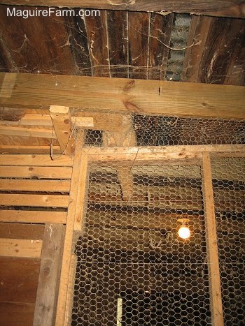 An orange cat is sitting at the top of a wooden beam inside of a chicken coop