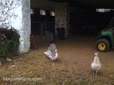 A white, tan with black peahen is lifting its wings up and walking towards another peahen next to a white stone barn with a green and yellow John Deere Gator behind them.