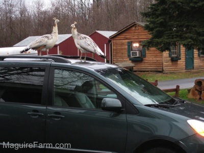 Two white, tan with black peahens are standing on top of a green toyota sienna mini van with two red lean-to goat shelters and a brown and green cedar shed in the background