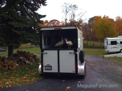 Two peahens are standing on the back of a white horse trailer in a driveway turn around with an RV camper parked on the right. There is stacked firewood under the pine tree in the middle of the turn around.