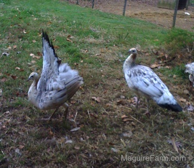 One white, tan with black peahen is lifting its wing up and another peahen is looking at it.