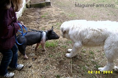 A blonde-haired girl is standing against a white stone wall holding the leash of a Black with Pink pig who is face to face with a large white Great Pyrenees dog.