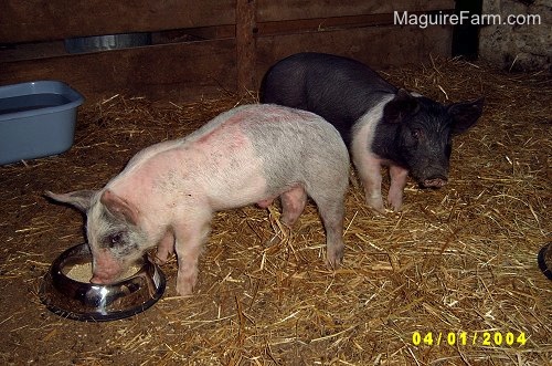 A pink and gray pig is eating from a food dish inside of a barn stall with a black and pink pig behind it. There is a blue basin of water off to the left.