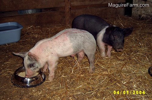 A pink and gray pig is eating from a food dish inside of a barn stall with a black and pink pig behind it. There is a blue basin of water off to the left.
