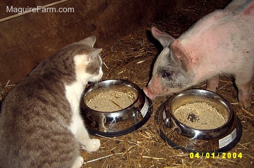 A grey and white cat is face to face with a gray and pink pig. There are two food bowls between them.