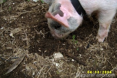 A gray and pink pig is digging through mud with its nose