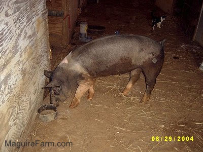 Inside of an old barn that was built in the 1800s, a black with pink pig is sniffing in front of a wall next to a small black bowl. There is a black with white cat in the background