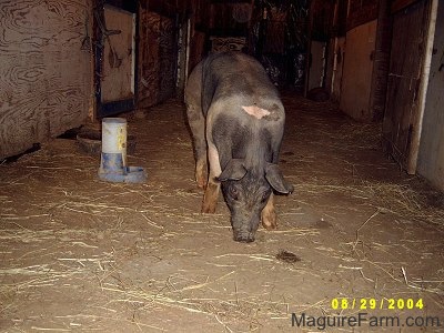 A black with pink pig is sniffing around. There is a water dispenser next to it