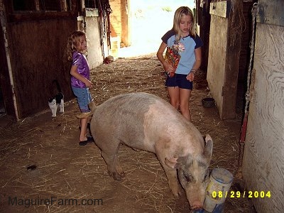 A blonde-haired girl in a blue shirt and a blonde-haired girl in a purple shirt are watching a gray and pink pig drink from a water dispenser