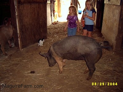 A blonde-haired girl in a blue shirt and a blonde-haired girl in a purple shirt are watching a black with pink pig sniffing through the dirt. A black with White cat is sitting against a barn door