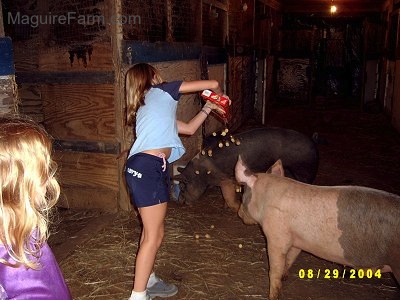 A blonde-haired girl in a blue shirt is dumping out crackers on to the floor of a barn for the gray and pink pig who is looking at the crackers fall. A black with pink pig is in the background digging towards the wall.