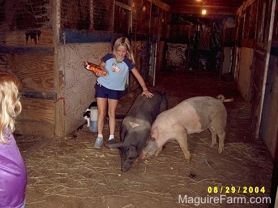 A gray and pink and A black with pink pig are eating the crackers. A blonde-haired girl in a blue shirt has her hand on the back of the black pig.