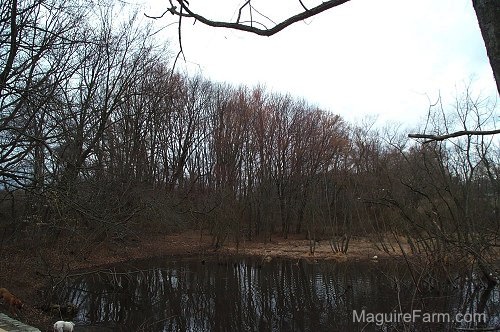 a pond in the fall in the woods