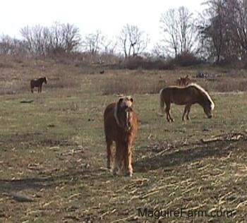 A couple of Ponies in a field