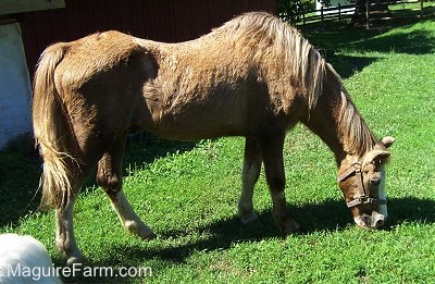 A tan with white pony is grazing on grass in a yard next to a red barn. There is a split rail fence in the distance.