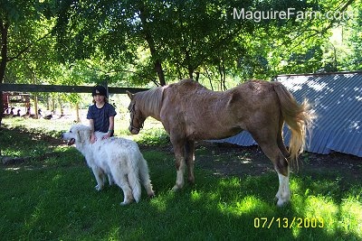 a blonde-haired girl wearing a backwards baseball cap is rubbing the back of a Great Pyrenees dog with a tan with white pony behind them. They are all in front of an old stone spring house under the shade of a tree.