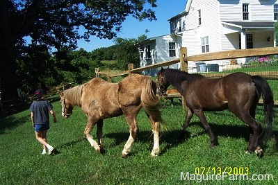 A blonde-haired girl wearing a backwards baseball cap is leading a tan with white and brown pony on a walk next to a wooden split rail fence with a white farm house to the right.