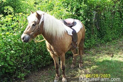 A tan pony with a white mane is standing in front of a green bush