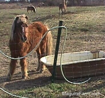A brown pony with a blonde mane is near an old metal bath tub of water behind a fence. Its hair sort of looks like a mullet. There is another pony and a llama in the feild in the distance.